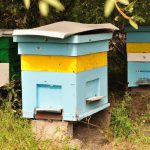 jak zrobić propolis przepis